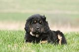 DOGUE DU TIBET 348
